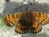 Melitaea parthenoides